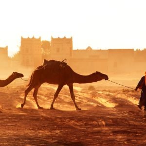 Horizontal banner with caravan of camels in Sahara desert, Morocco. Driver-berber with three camels dromedary on sunrise sky background and traditional moroccan houses